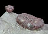 Red Barrandeops Trilobite With Enrolled Specimen #66343-9
